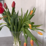 Gek op tulpen? Voorkom dan deze veelgemaakte fouten anders gaan ze snel kapot!