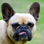 Deze hond past het beste bij jouw horoscoop. Bij mij klopte het!