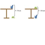 Bereken de hoogte van de tafel aan de hand van de schildpad en kat!