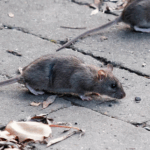 Partij voor de Dieren wil stoppen met het bestrijden van ratten en ander ongedierte in Amsterdam