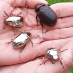 Hij vindt een ‘zilveren juweel’ maar blijkt een zeldzame kever!