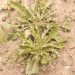 Iedereen gebruikt een schepje tegen onkruid, maar deze simpele keukentruc werkt vaak veel beter