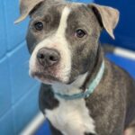 Hond alleen in de tuin met een briefje… wat haar baasje schreef bezorgde iedereen kippenvel!