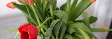 Deze fout zorgt ervoor dat je tulpen veel te snel gaan hangen!