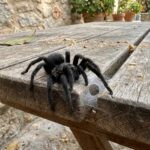 Gigantische zwarte spin duikt op in Nederland: Zo gevaarlijk is ie…