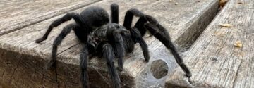 Gigantische zwarte spin duikt op in Nederland: Zo gevaarlijk is ie…
