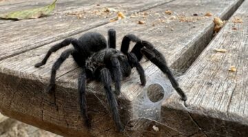 Gigantische zwarte spin duikt op in Nederland: Zo gevaarlijk is ie…