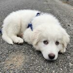 Nederlanders grijpen in nadat hondje op straat ernstig wordt mishandeld