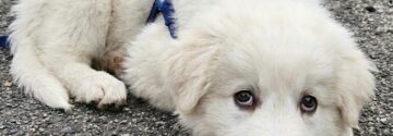 Nederlanders grijpen in nadat hondje op straat ernstig wordt mishandeld
