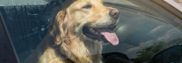Mag je een autoruit inslaan als er een kind of hond in een bloedhete auto zit? Dit is wat de wet zegt!
