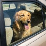 Agent geeft vrouw opmerkelijke les nadat ze hond achterlaat in bloedhete auto