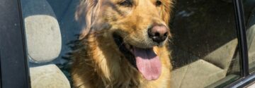 Agent geeft vrouw opmerkelijke les nadat ze hond achterlaat in bloedhete auto
