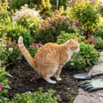 Veel mensen weten dit niet: deze boete kun je krijgen als jouw kat bij de buren in de tuin poept