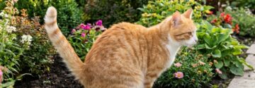 Veel mensen weten dit niet: deze boete kun je krijgen als jouw kat bij de buren in de tuin poept
