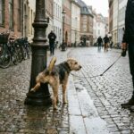 Hondenbezitters vrezen nieuwe regel: ‘Dit gaat veel te ver’