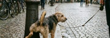 Hondenbezitters vrezen nieuwe regel: ‘Dit gaat veel te ver’