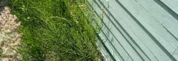 Tuinexpert deelt goedkope truc tegen hardnekkig onkruid: dit heb je waarschijnlijk al in huis