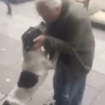 Na drie jaar op straat gebeurt het onvoorstelbare: hond herkent ineens een bekende stem