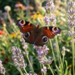 Steeds meer mensen zien ineens vlinders… dit zou de verrassende reden kunnen zijn