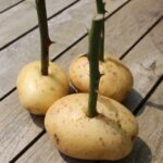 Ze steekt een rozensteel in een aardappel: wat er daarna gebeurt wil iedere tuinliefhebber proberen