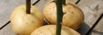 Ze steekt een rozensteel in een aardappel: wat er daarna gebeurt wil iedere tuinliefhebber proberen
