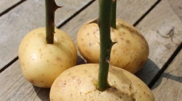 Ze steekt een rozensteel in een aardappel: wat er daarna gebeurt wil iedere tuinliefhebber proberen