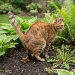 Buurkat poept steeds in je tuin? Dit mag je volgens de wet wél doen