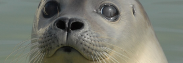 Hartverscheurend nieuws voor dierenliefhebbers: tientallen zeehonden dreigen zonder hulp te zitten