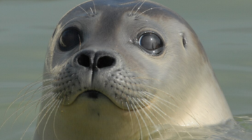 Hartverscheurend nieuws voor dierenliefhebbers: tientallen zeehonden dreigen zonder hulp te zitten